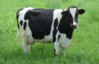 Cows and Currencies