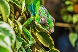 the forex chameleon