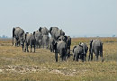 Roll Up To The Global Zoo!